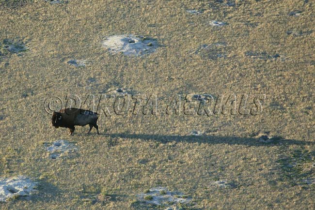 Buffalo Bull and Prairie Dog buffalo